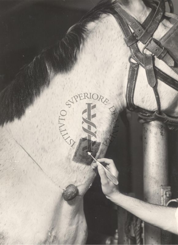 Preparazione per il salasso di un cavallo