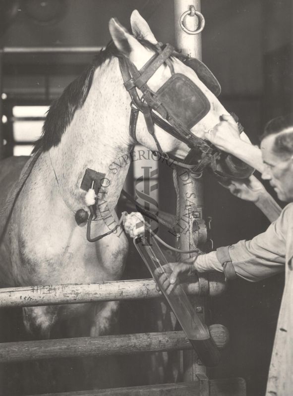 Salasso di un cavallo