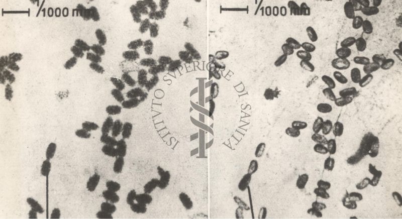 Nascita dei bacilli dalle spore