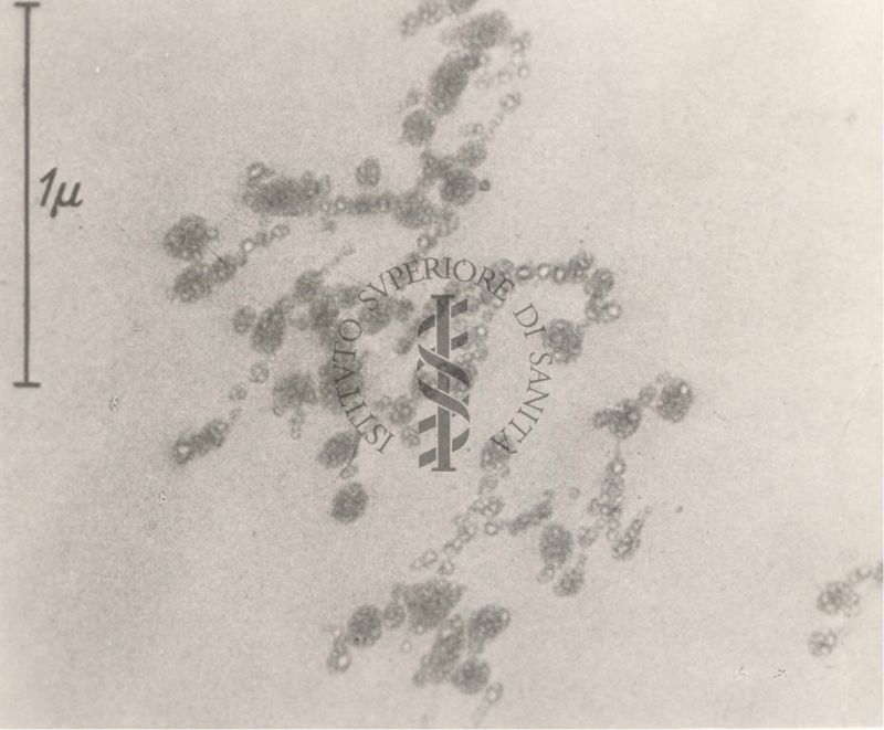 Batteriofagi (microscopio elettronico)