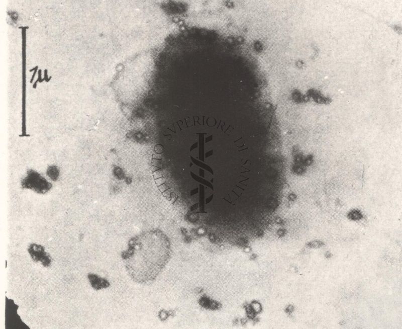 Fascicoli su germe resistente con membrana conservata