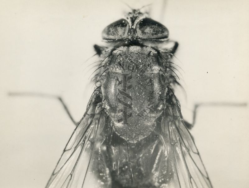 Mosca domestica