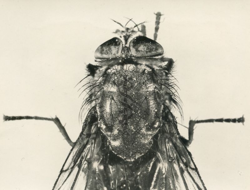 Mosca domestica