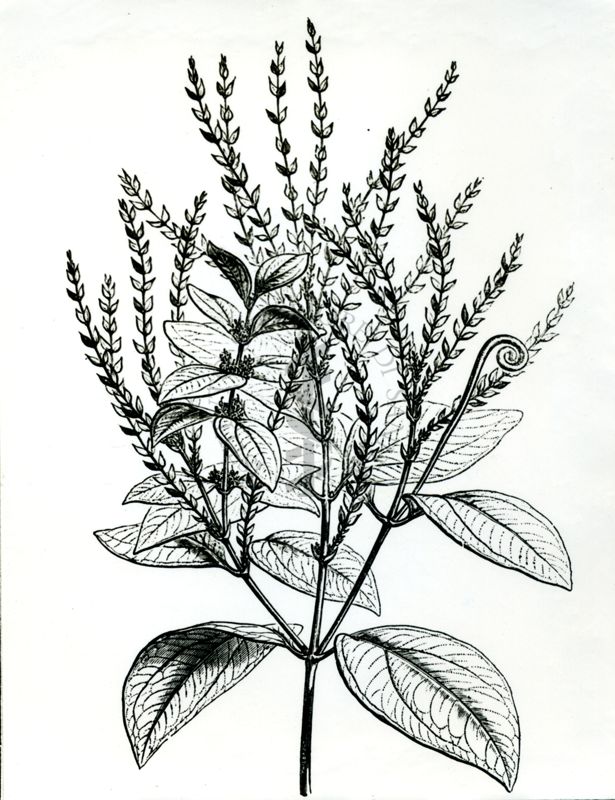 Disegno di pianta del Curaro - Strychnos Castelnoei