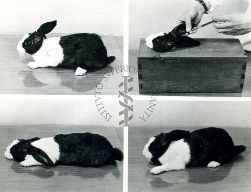 Curari - Flaxedil - reazione nel coniglio 0,45 mg/Kg.
Fotomontaggio delle 4 immagini precedenti del coniglio