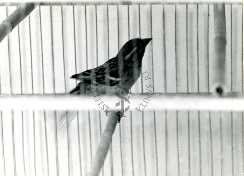 Curari - attività negli uccelli (passero). Flaxedil 2 mg/Kg (A).
Passerotto in gabbia