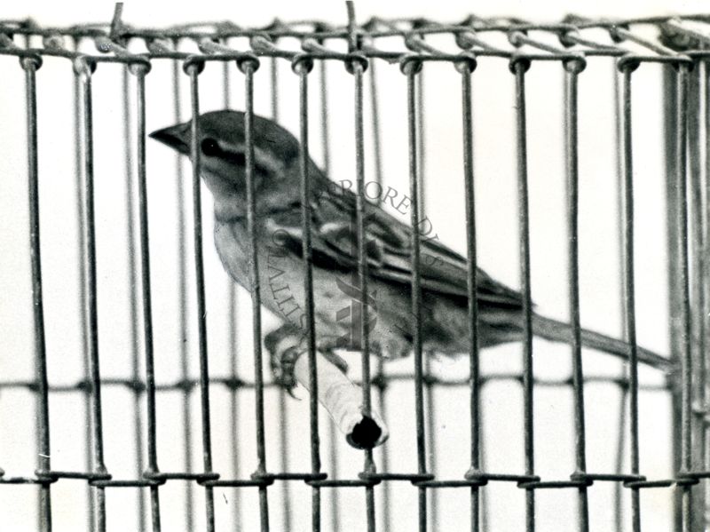 Curari - attività negli uccelli (passero). 302 I.S. - 200 mg/Kg (A).
Passerotto in gabbia