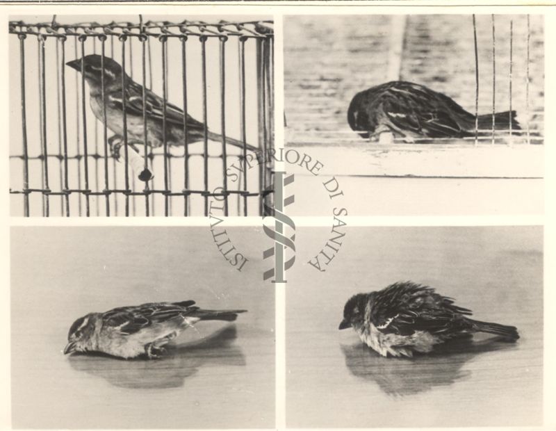 Curari - attività negli uccelli (passero). 302 I.S. - 200 mg/Kg (F).
Fotomontaggio