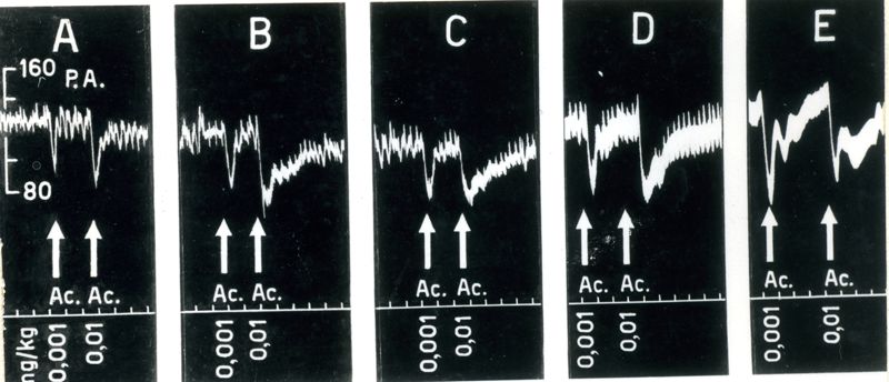 Sensibilizzazione degli effetti ipotensori dell'acetilcolina dal bis-iodococtilato di 1,4 bis (carbossi-B dietilamminoetil)-benzolo (302 I.S. VIII)