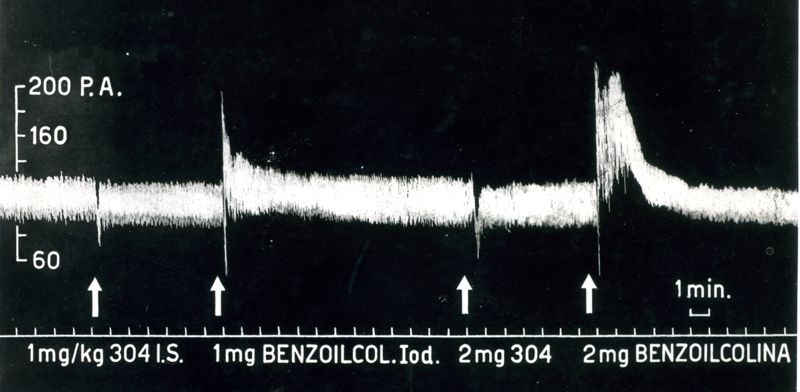 Paragone fra gli effetti manifestati sulla pressione arteriosa del cane dalla benzoilcolina e dal benzoato di trietiletanolammonio