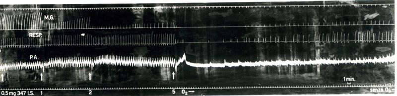 Azione curarizzante di bisiodoetilato di 1,4- bis- (B-dietilamminoetil) benzolo (347 I.S. XVII)