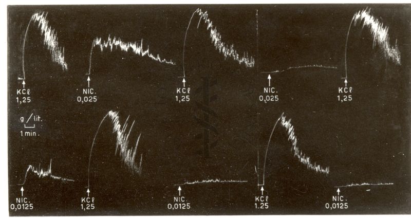 AzIone antagonista dell'amidone sulla contrazione da potassio del muscolo sartorio del rospo