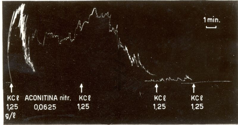 AzIone antagonista dell'amidone sulla contrazione da potassio del muscolo sartorio del rospo