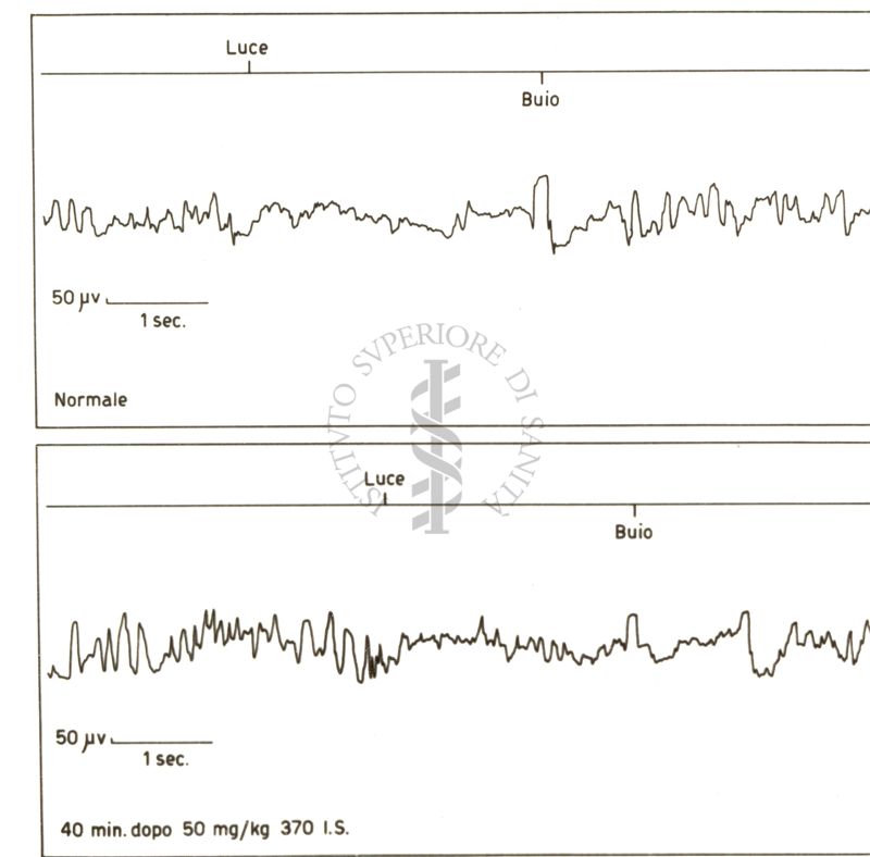 Elettroencefalogramma di coniglio prima e dopo il 370 I.S.