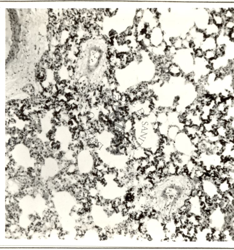 Stimolazione dei macrofagi del polmone durante la reazione di allarme del ratto