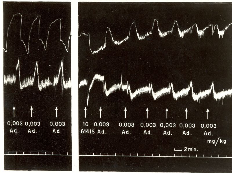 Derivati sintetici degli Alcaloidi dell'Ergot: azione farmacologica del 614 I.S. (intestino e pressione arteriosa del cane)