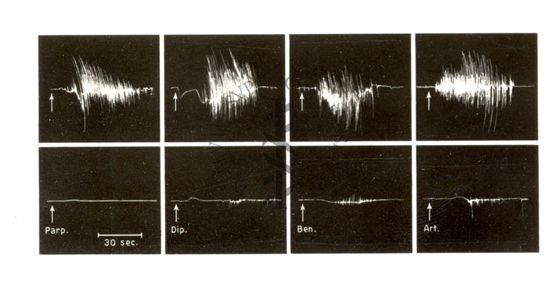 Farmaci attivi nella malattia del Parkinson. Prove sul coniglio dell'antagonismo verso gli effetti centrali della nicotina (Bovet - Longo)