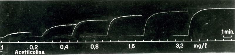 Muscolo addominale di rana. Effetti del 2559 F. sulle contrazioni acetilcoliniche