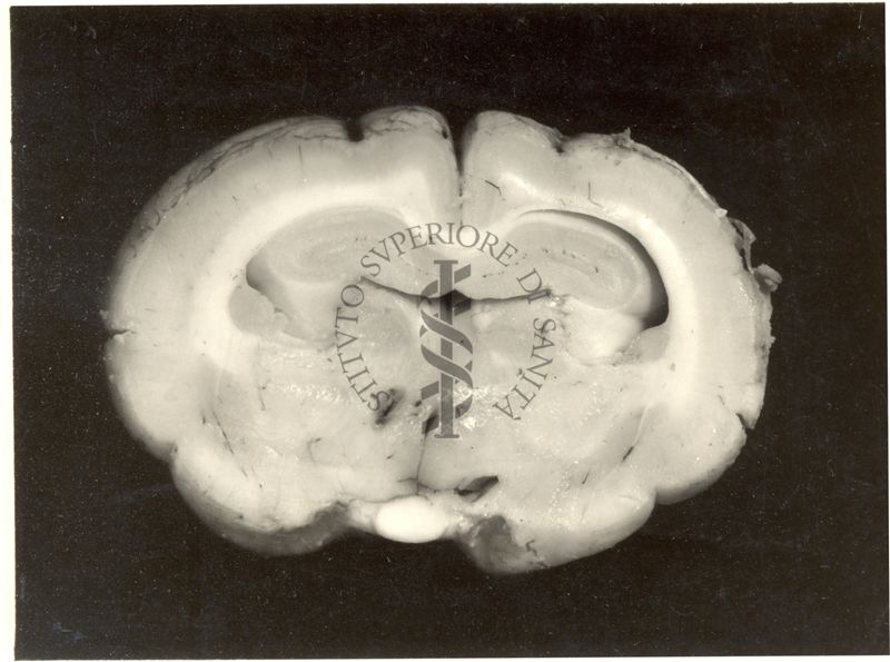 Lesioni delle strutture profonde del cervello del coniglio