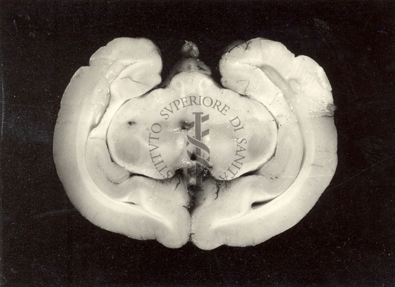 Lesioni delle strutture profonde del cervello del coniglio