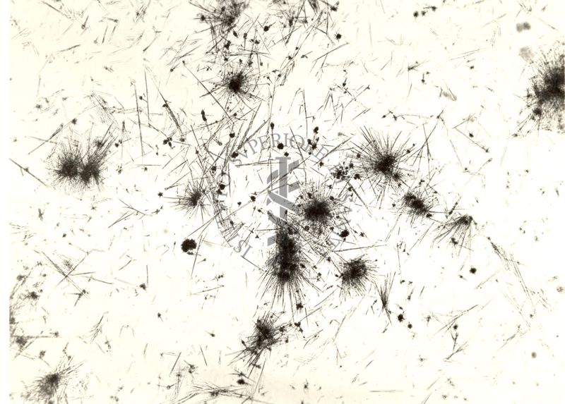 Cristalli di cernusoide - glucoside 3 - 4 - 4 - 6 tetraossi benzal cumaranone