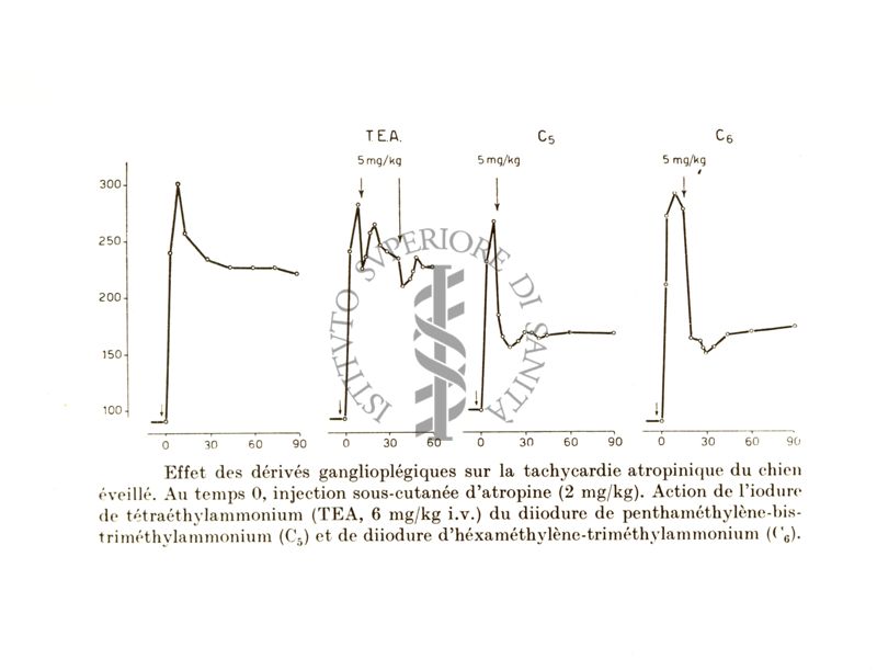Ganglioplegici di sintesi - azione sulla tachicardia atropinica nel cane (Lauener e Bovet 1952)