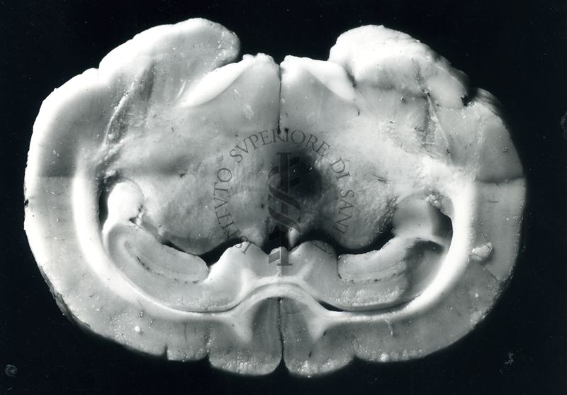 Lesioni elettrocoagulative  nell'ipotalamo del coniglio