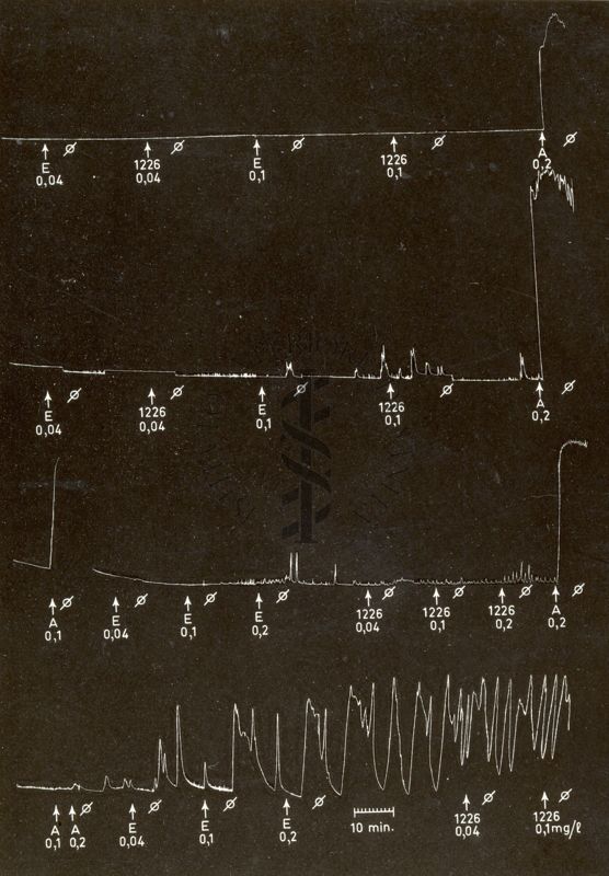 Derivati oxitocici - azione di alcune fenil glicinammidi sull'utero isolato di coniglio