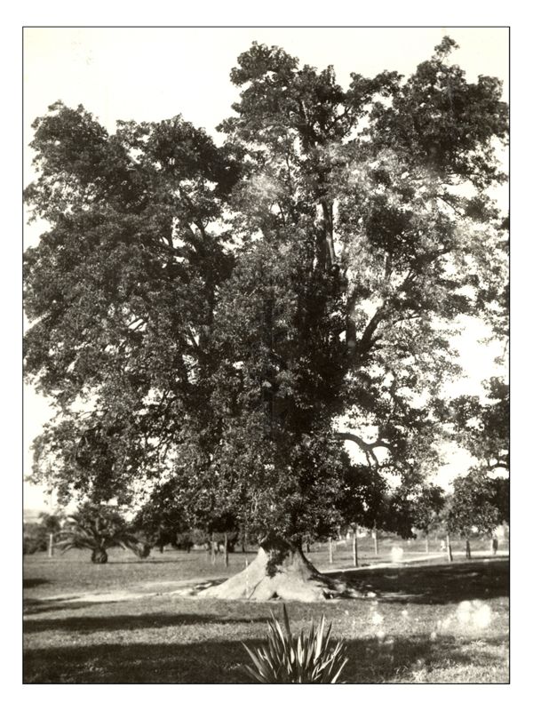 Ombù: Phytolacca dioica (Montevideo. Uruguay)