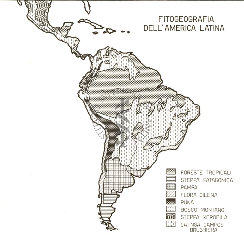 Fitogeografia dell'America Latina