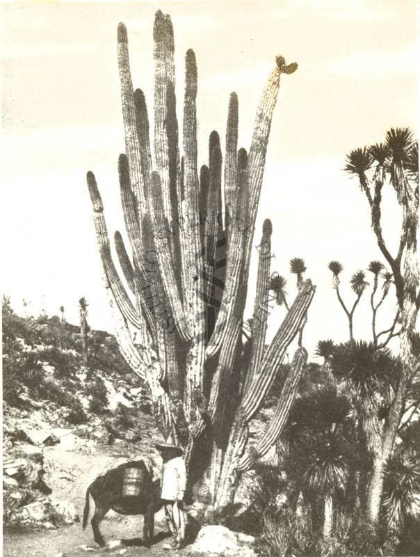 Cereus gigante (Messico)