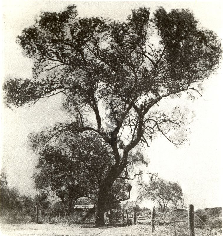 Schinopsis Lorentzii (Quebracho Colorado)