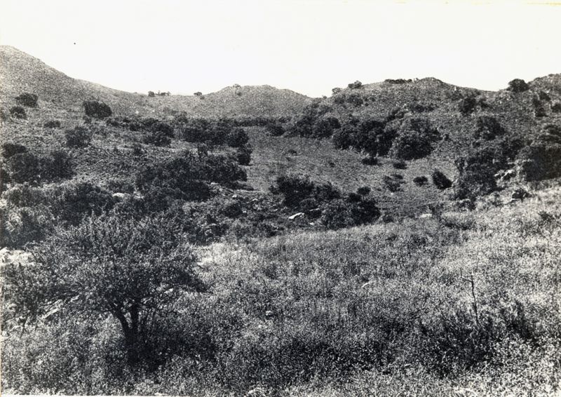 Fagara coco e Acacia  sp. (Sierra de Cordoba)