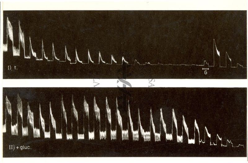 Metabolismo dei muscoli lisci. Azione dell'acido acetico come sostituente del glucosio sull'intestino isolato del coniglio