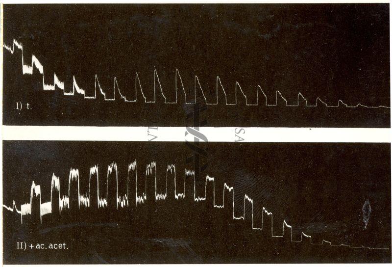 Metabolismo dei muscoli lisci. Azione dell'acido acetico come sostituente del glucosio sull'intestino isolato del coniglio