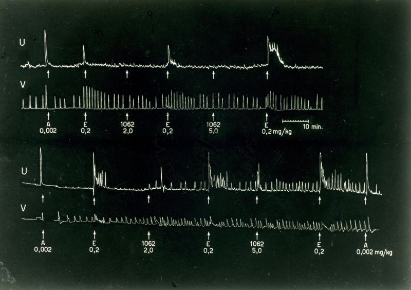 Esperienze di sensibilizzazione della Basergina da 1062. Uteri di coniglio in situ