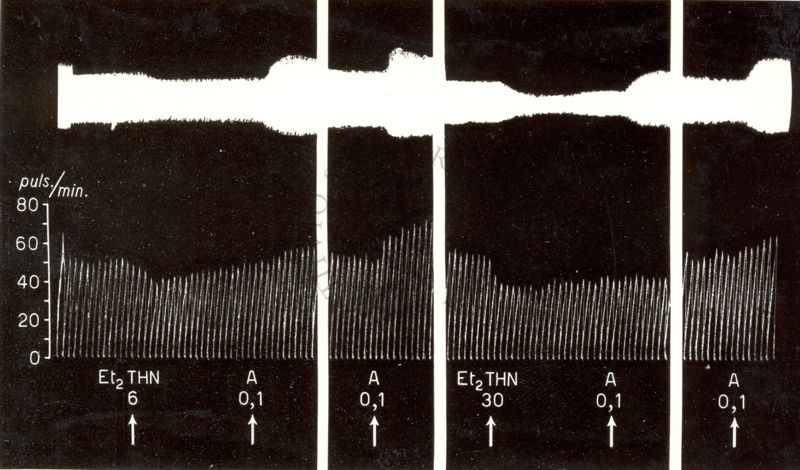 Azione dei derivati della T H N sull'orecchietta isolata di coniglio