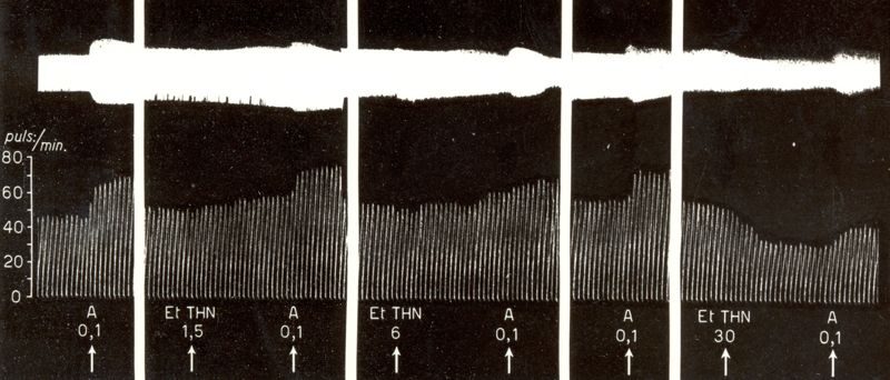 Azione dei derivati della T H N sull'orecchietta isolata di coniglio