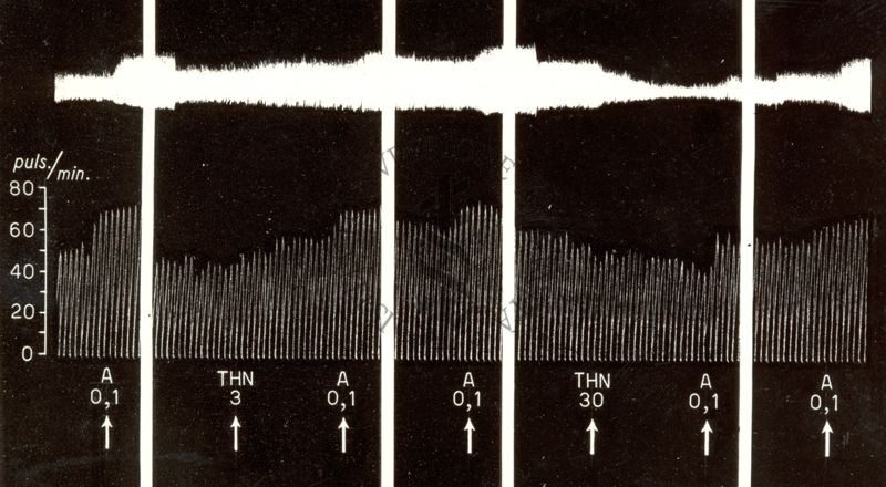 Azione dei derivati della T H N sull'orecchietta isolata di coniglio