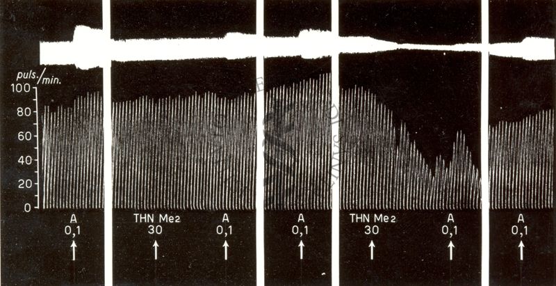 Azione dei derivati della T H N sull'orecchietta isolata di coniglio