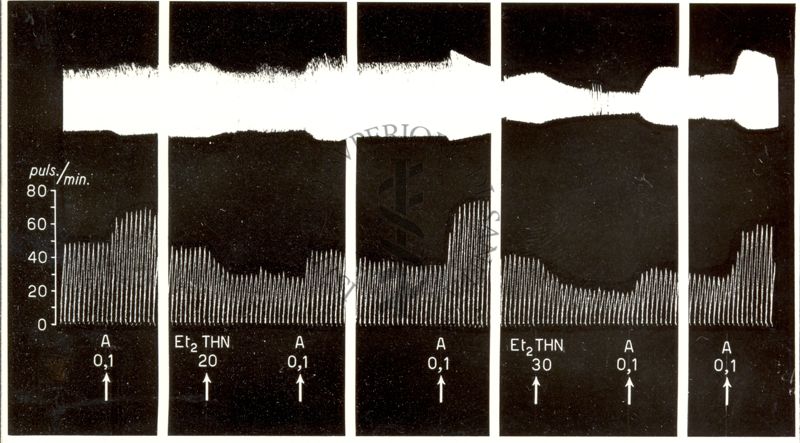 Azione dei derivati della T H N sull'orecchietta isolata di coniglio