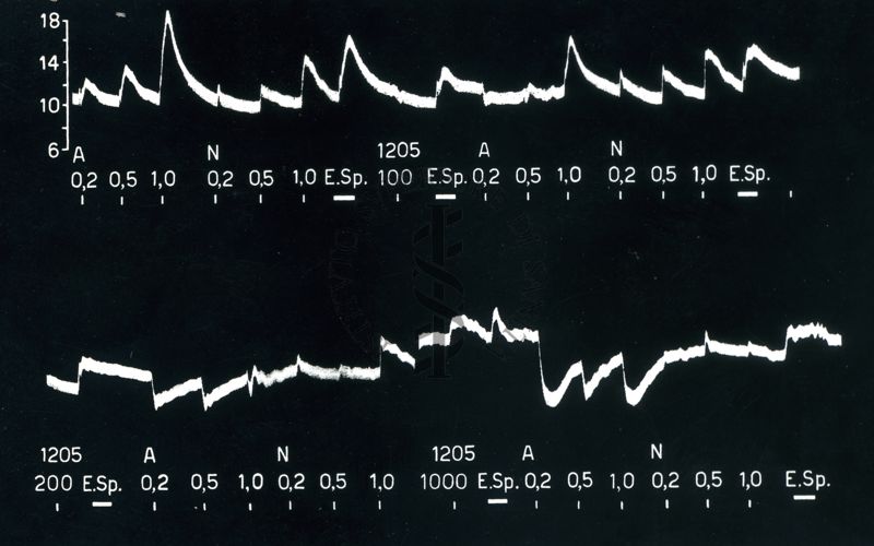 Registrazione grafica dell'azione del 1205 I.S. sulla pressione arteriosa del cane cloralosato