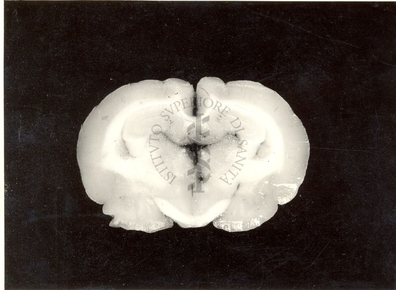 Localizzazione di lesioni endo-cerebrali in cervelli di coniglio