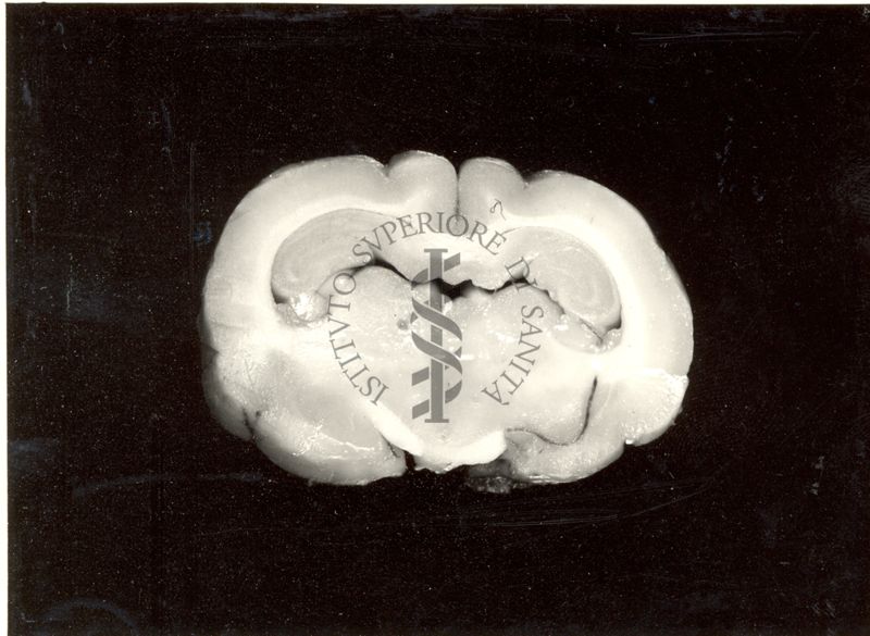 Localizzazione di lesioni endo-cerebrali in cervelli di coniglio