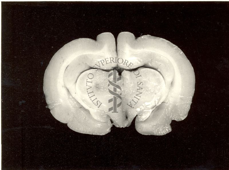 Localizzazione di lesioni endo-cerebrali in cervelli di coniglio