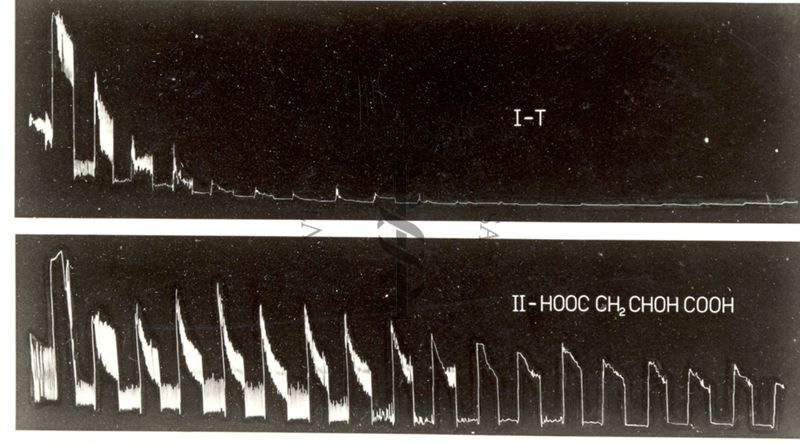 Tracciato riguardante il metabolismo dell'intestino isolato del coniglio