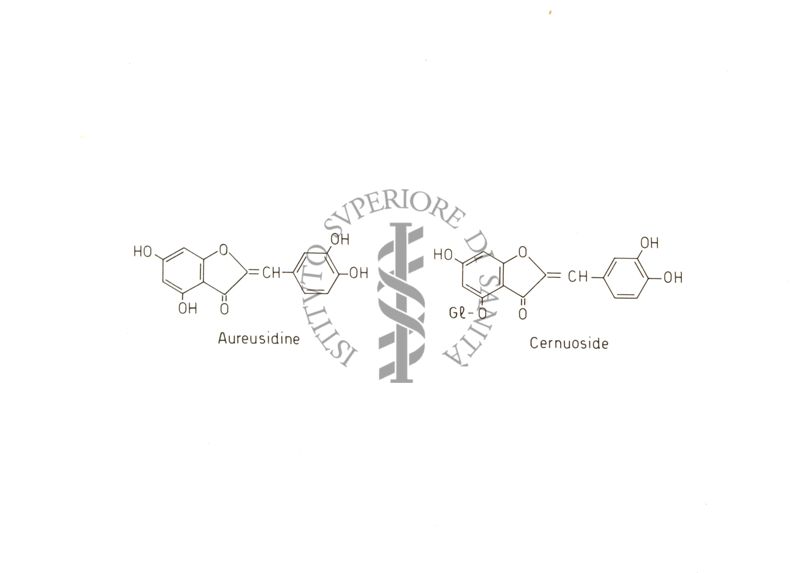 Diagrammi riguardanti la Costituzione del Cernuoside