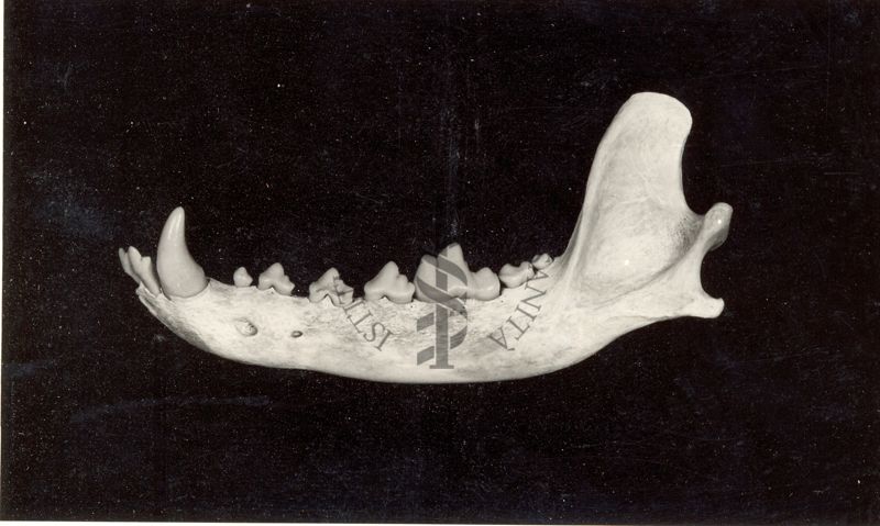Mascella destra inferiore di un cane