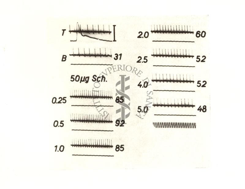 Curaro: succinilcolina - azione sulle spindles muscolaris (da R. Granit e coll. Acta Physiol Scanddin. 28 - 134 (1953)