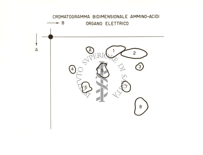 Cromatogramma bidimensionale Ammino - Acidi Organo Elettrico